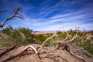 Çöldeki ağaçlar, Ölüm Vadisi Ulusal Parkı, Kaliforniya, Birleşik Devletler