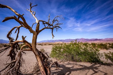 Çöldeki ağaçlar, Ölüm Vadisi Ulusal Parkı, Kaliforniya, Birleşik Devletler