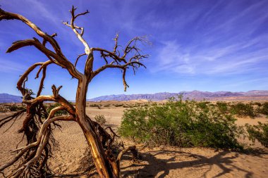 Çöldeki ağaçlar, Ölüm Vadisi Ulusal Parkı, Kaliforniya, Birleşik Devletler
