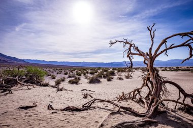 Çöldeki ağaçlar, Ölüm Vadisi Ulusal Parkı, Kaliforniya, Birleşik Devletler