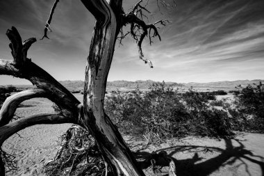 Çöldeki ağaçlar, Ölüm Vadisi Ulusal Parkı, Kaliforniya, Birleşik Devletler