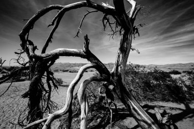 Çöldeki ağaçlar, Ölüm Vadisi Ulusal Parkı, Kaliforniya, Birleşik Devletler