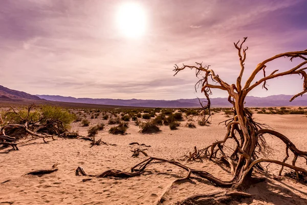 Çöldeki ağaçlar, Ölüm Vadisi Ulusal Parkı, Kaliforniya, Birleşik Devletler