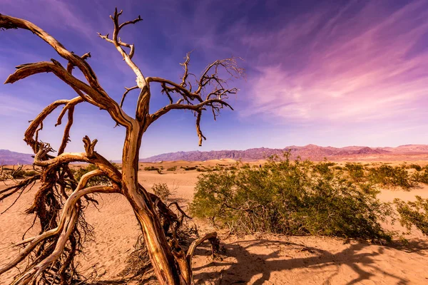 Trees Desert Death Valley National Park California United States — Stock Photo, Image