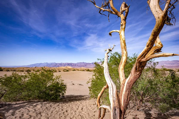 Trees Desert Death Valley National Park California United States — Stock Photo, Image