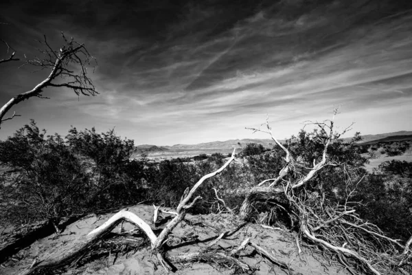 Trees Desert Death Valley National Park California United States — Stock Photo, Image