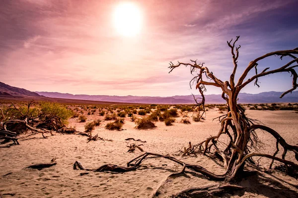 Alberi Nel Deserto Parco Nazionale Della Valle Della Morte California — Foto Stock