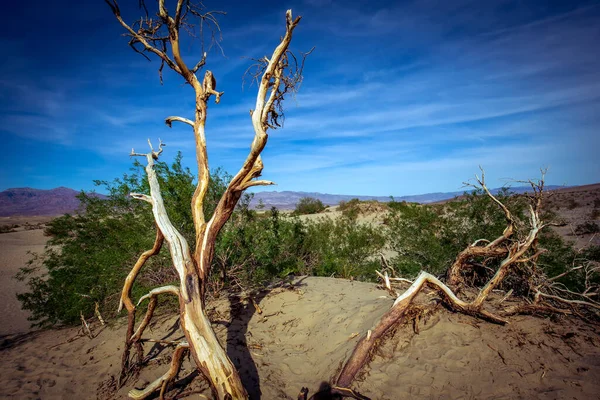 Trees Desert Death Valley National Park California Estados Unidos América — Fotografia de Stock