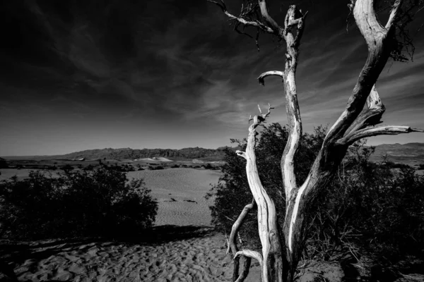 Trees Desert Death Valley National Park California United States — Stock Photo, Image