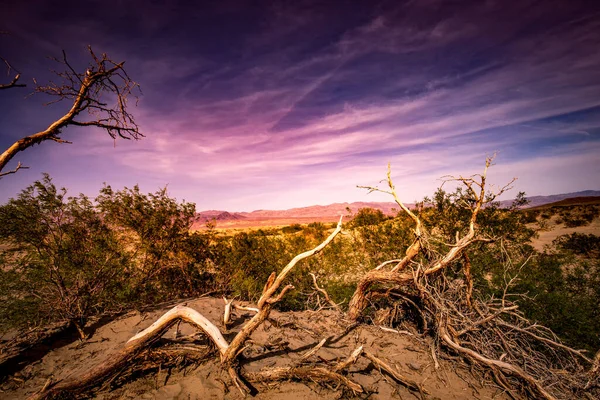 Trees Desert Death Valley National Park California Estados Unidos América — Fotografia de Stock