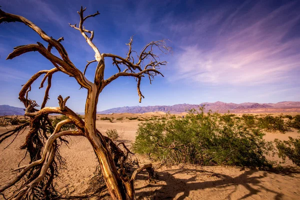 Trees Desert Death Valley National Park California Estados Unidos América — Fotografia de Stock