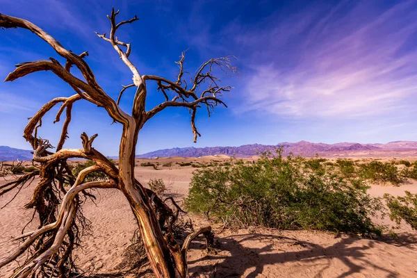 Fák Sivatagban Halál Völgy Nemzeti Park Kalifornia Egyesült Államok — Stock Fotó