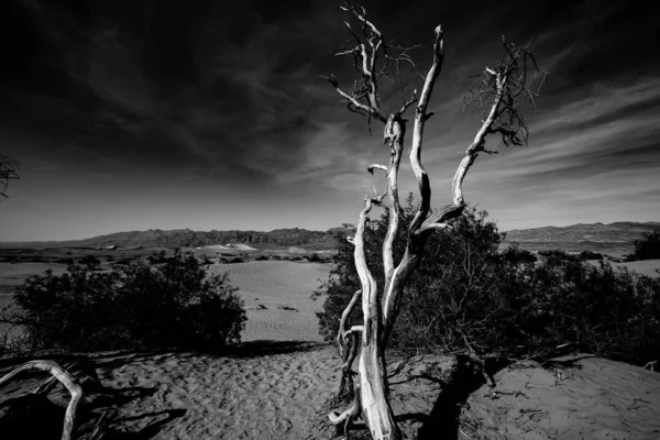 Trees Desert Death Valley National Park California United States — Stock Photo, Image