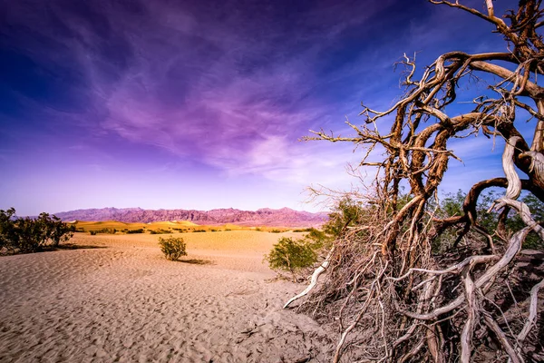 Alberi Nel Deserto Parco Nazionale Della Valle Della Morte California — Foto Stock