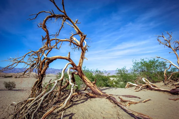 사막의 나무들 죽음의 캘리포니아 연합된 — 스톡 사진