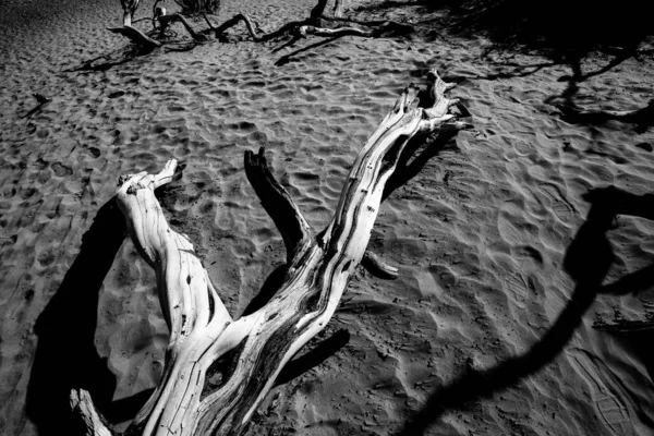 Trees Desert Death Valley National Park California United States — Stock Photo, Image