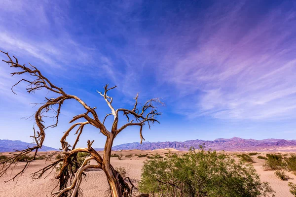 Δέντρα Στην Έρημο Θάνατος Κοιλάδα Εθνικό Πάρκο Καλιφόρνια Ηνωμένες Πολιτείες — Φωτογραφία Αρχείου