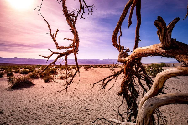 Arbres Dans Désert Parc National Vallée Mort Californie États Unis — Photo