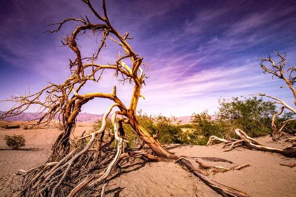 Деревья Пустыне Национальный Парк Долина Смерти Калифорния Сша — стоковое фото