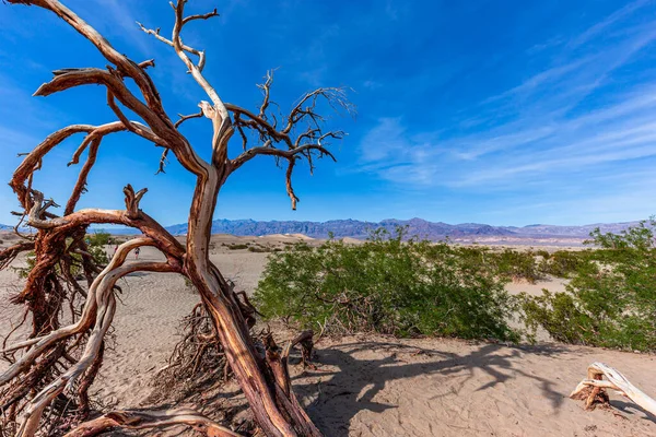 Fák Sivatagban Halál Völgy Nemzeti Park Kalifornia Egyesült Államok — Stock Fotó