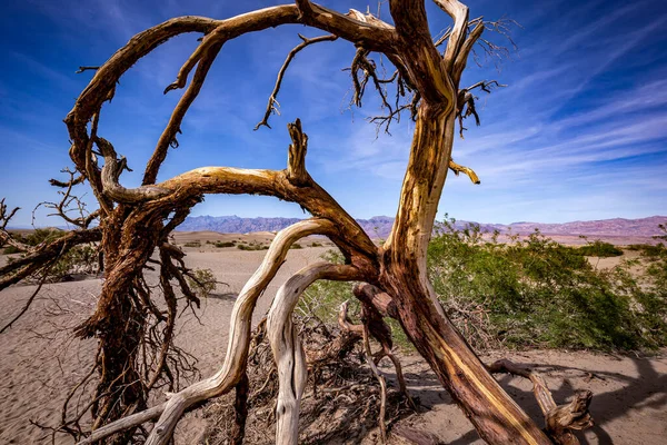 Trees Desert Death Valley National Park California United States — Stock Photo, Image