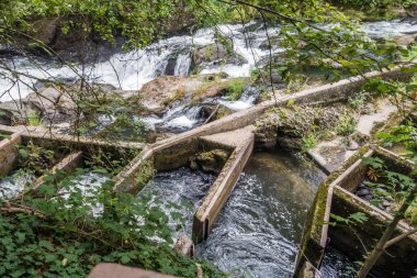 Balık merdiven portre