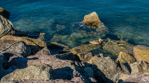 鸭和海岸线岩石 — 图库照片