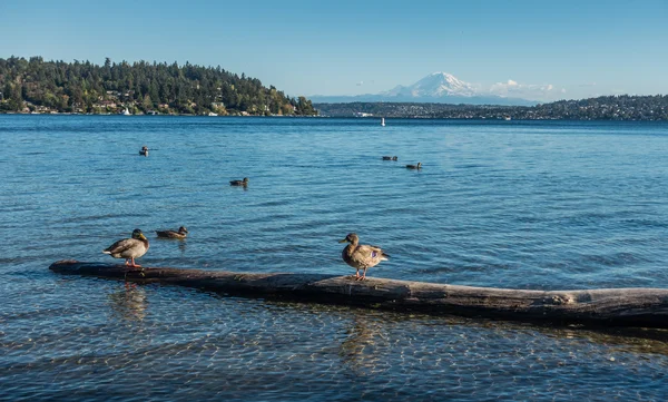 Monte Rainier y aves 3 — Foto de Stock