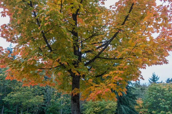 Γκόλντιν φθινόπωρο δέντρο 6 — Φωτογραφία Αρχείου