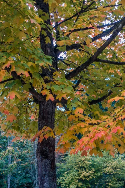 Goldeen herbstbaum 5 — Stockfoto