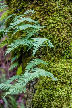 Yosun ve Ferns makro