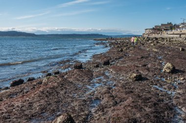 Düşük Tide kıyı 3