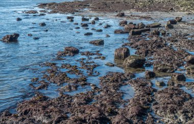 Düşük Tide kıyı 7