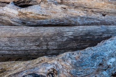 Üç dalgaların karaya attığı odun günlükleri portre