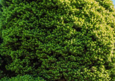 Yeşil çalı portre