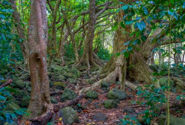 IAO Vadisi ağaçlar