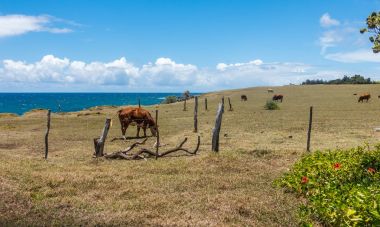 Maui sığır otlatma