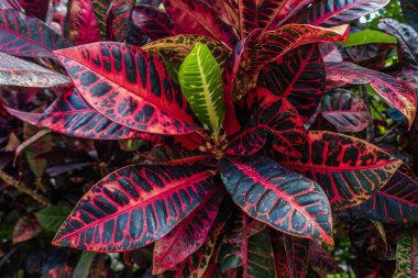 Tropikal bitki makro 2