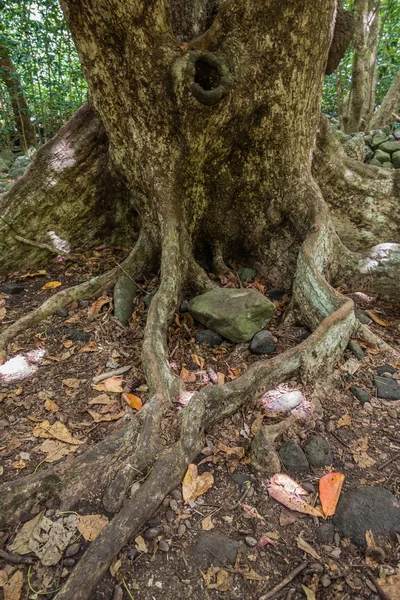 Iao valley tree 2 — 图库照片