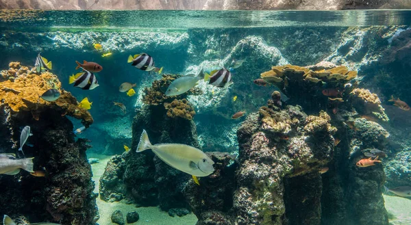 Akvarium fiskar närbild — Stockfoto