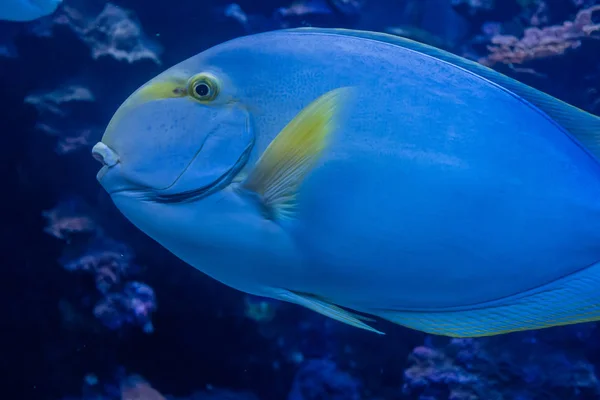 Blå fisk närbild 2 — Stockfoto