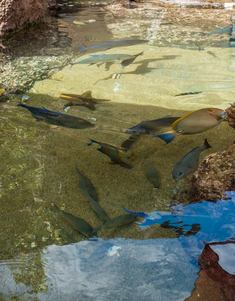 Tropiska fiskar i damm — Stockfoto