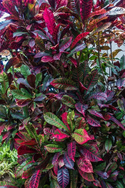 Tropical Plant Macro 3 — Stock Photo, Image