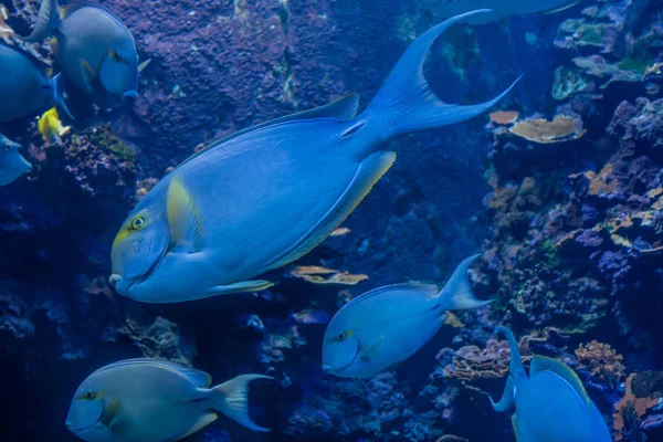 Blå fisk närbild — Stockfoto