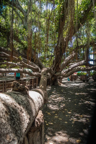Banyan Tree 5 — стокове фото