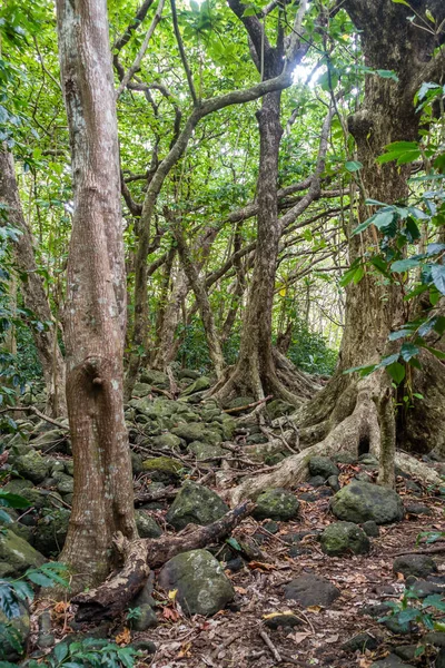 Деревья долины Яо — стоковое фото