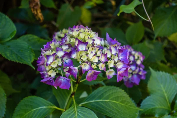 Macro hortensias violet 2 — Photo