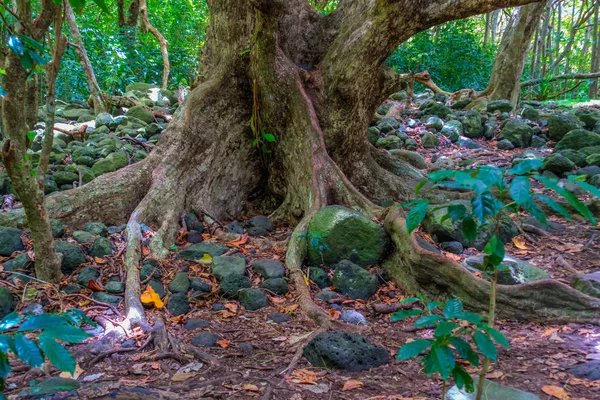IAO Vadisi ağaç gövdesi — Stok fotoğraf