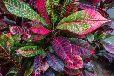 Tropikal bitki makro 5