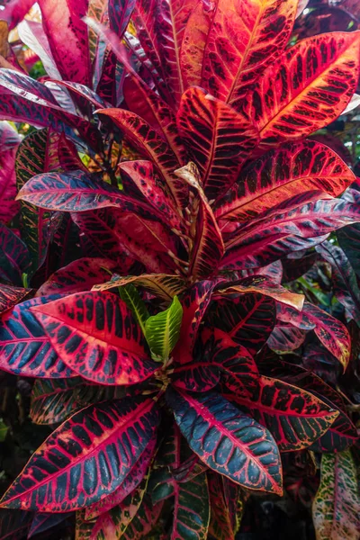 Tropikal bitki makro